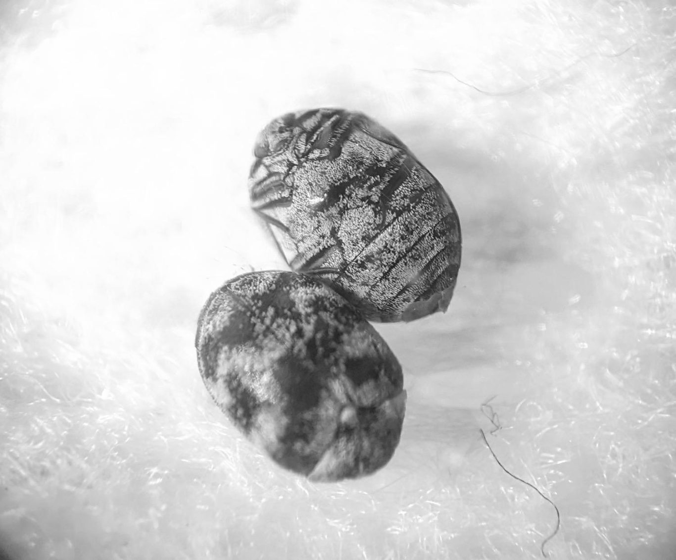 Carpet Beetle (Photo - adult carpet beetle)