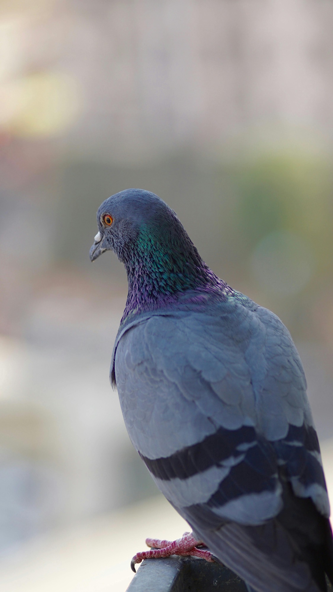 Pigeon