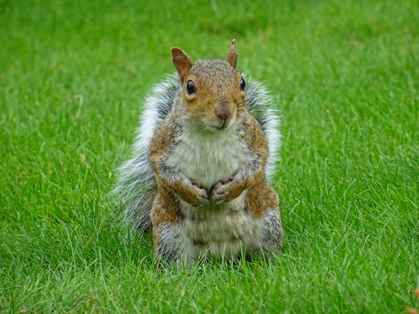 Grey Squirrel